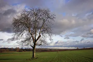 German Countryside Landscape Stampe: The swing