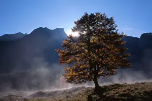 Sycamore Maple Tree Stampe: Sycamore Maple (Acer pseudoplatanus) tree