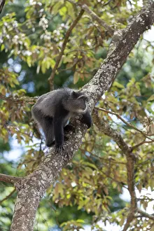 UNESCO World Heritage Africa Stampe: Sykes monkey (Cercopithecus mitis) on tree