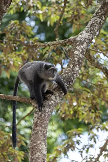 Sykes Monkey Stampe: Sykes monkey (Cercopithecus mitis) on tree