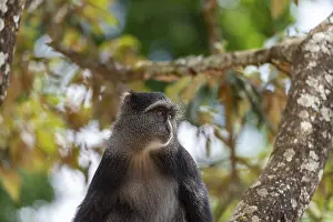 Sykes Monkey Stampe: Sykes monkey (Cercopithecus mitis) on tree