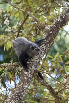 UNESCO World Heritage Africa Stampe: Sykes monkey (Cercopithecus mitis) on tree