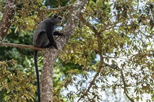 UNESCO World Heritage Africa Stampe: Sykes monkey (Cercopithecus mitis) on tree