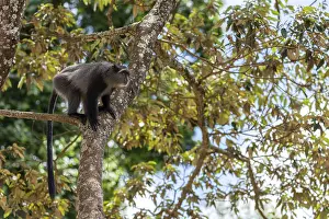 Ngorongoro Crater Tanzania Stampe: Sykes monkey (Cercopithecus mitis) on tree