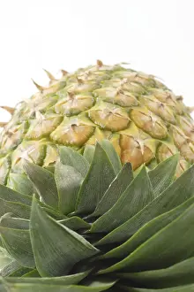 Tropical Fruit Meal Stampe: Table top