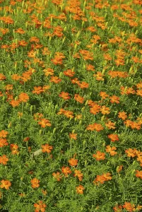Asteraceae Plant Section Stampe: Tagetes