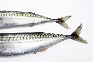 Stampe di Coda del pesce Sgombro Stampe: Coda del pesce.