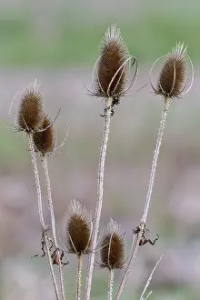 Autumn Nature Photography Stampe: Teasels (Dipsacus)