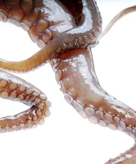 Seafood Delicacy Stampe: Tentacles of an octopus