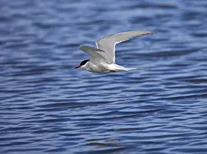 Natural Environment Bird Photography Stampe: Tern in flight