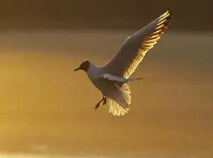 Sunset Bird Photography Stampe: Tern in flight at sunset