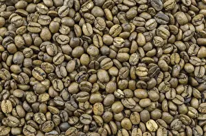 Raw Coffee Beans Stampe: Texture, background of whole coffee beans, raw