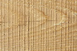 Deciduous Tree Art Stampe: Texture of wood pattern background