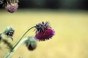 Close Up Rose Blossom Stampe: Thistle
