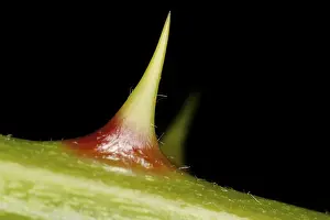 Prickly Plant Stampe: Thorn on a stem