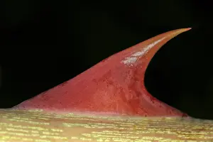 Prickly Plant Stampe: Thorn on a stem