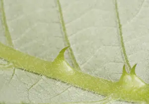 Wild Blackberry Details Stampe: Thorns on a leaf