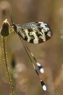 Extremadura Wildlife Stampe: Below thread lacewing, threadlike