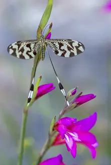 Extremadura Insects Stampe: Below thread lacewing, threadlike