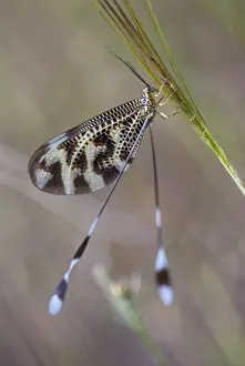 Neuropteran Wildlife Stampe: Below thread lacewing, threadlike