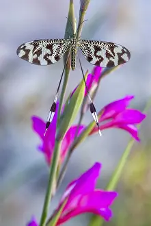 Extremadura Insects Stampe: Below thread lacewing, threadlike
