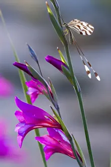 Thread Lacewing Stampe: Below thread lacewing, threadlike