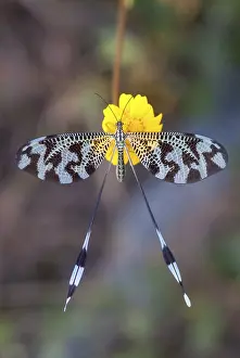Extremadura Wildlife Stampe: Below thread lacewing, threadlike
