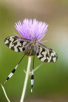 Natural Environments Europe Stampe: Below thread lacewing, threadlike