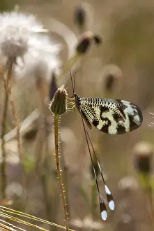 Thread Lacewing Stampe: Below thread lacewing, threadlike
