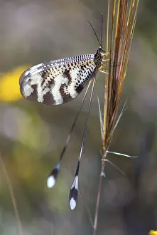 Extremadura Wildlife Stampe: Below thread lacewing, threadlike