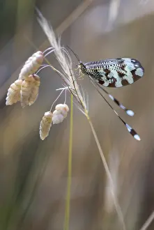 European Insect Photography Stampe: Below thread lacewing, threadlike
