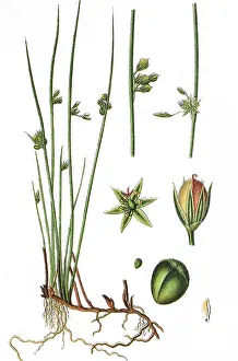 Natural Remedy Herbs Stampe: Thread rush (Juncus filiformis)