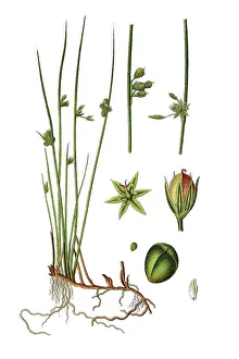 Colorful Botanical Images Stampe: Thread rush (Juncus filiformis)