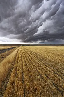 Montana Thunderstorm Stampe: Thunderclouds above fields after harvesting