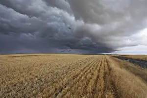 Montana Thunderstorm Stampe: Thunderclouds above fields after harvesting