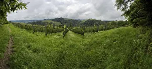 Immagini con data 30 maggio 2024: Thunderclouds print hilly landscape vineyard