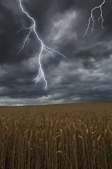 Weather Forecast Stampe: Thunderstorm with lightning over a cornfield