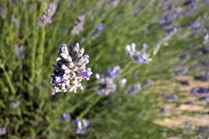 European Landscapes Nature Stampe: Thyme