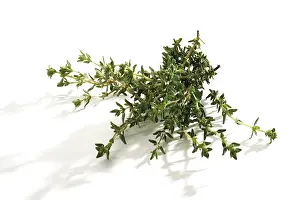 Medicinal Herb Stampe: Thyme (Thymus)