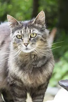 Big Cat Wildlife Stampe: Tiger cat