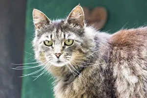 Feliformia Animals Stampe: Tiger cat