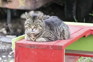 Feliformia Animals Stampe: Tiger cat