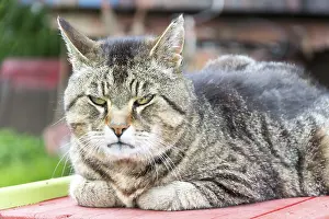 Gatto tigro