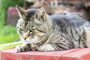 Big Cat Wildlife Photography Stampe: Tiger cat