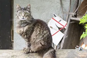 Big Cat Wildlife Stampe: Tiger cat