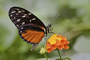 Macro Insect Photography Stampe: Tiger longwing (Heliconius hecale)