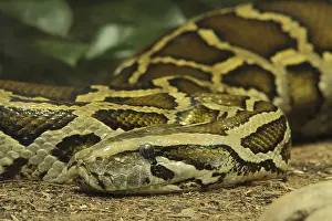 Stampe di Tigre python (Python molurus), in cattività Pitone Indiano Stampe: Tigre python (Python molurus), in cattività.