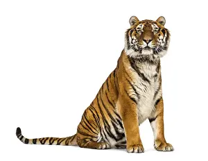 Striped Wild Animal Stampe: Tiger sitting looking at the camera