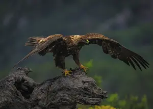 Aquila D'oro Stampe: Aquila piccola (Aquila Chrysaetos)