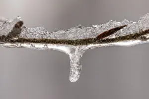 Deserted Waterfront Scene Germany Stampe: Tiny icicles on a beech branch in winter